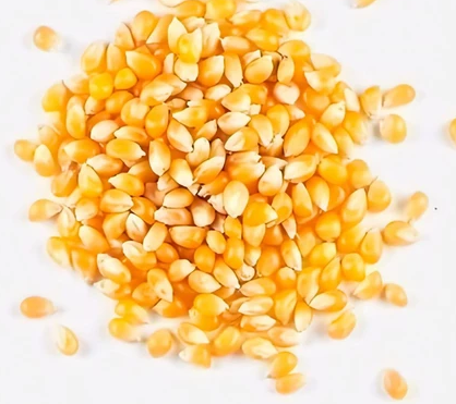 Kingpop Mushroom Popcorn seeds 1KG